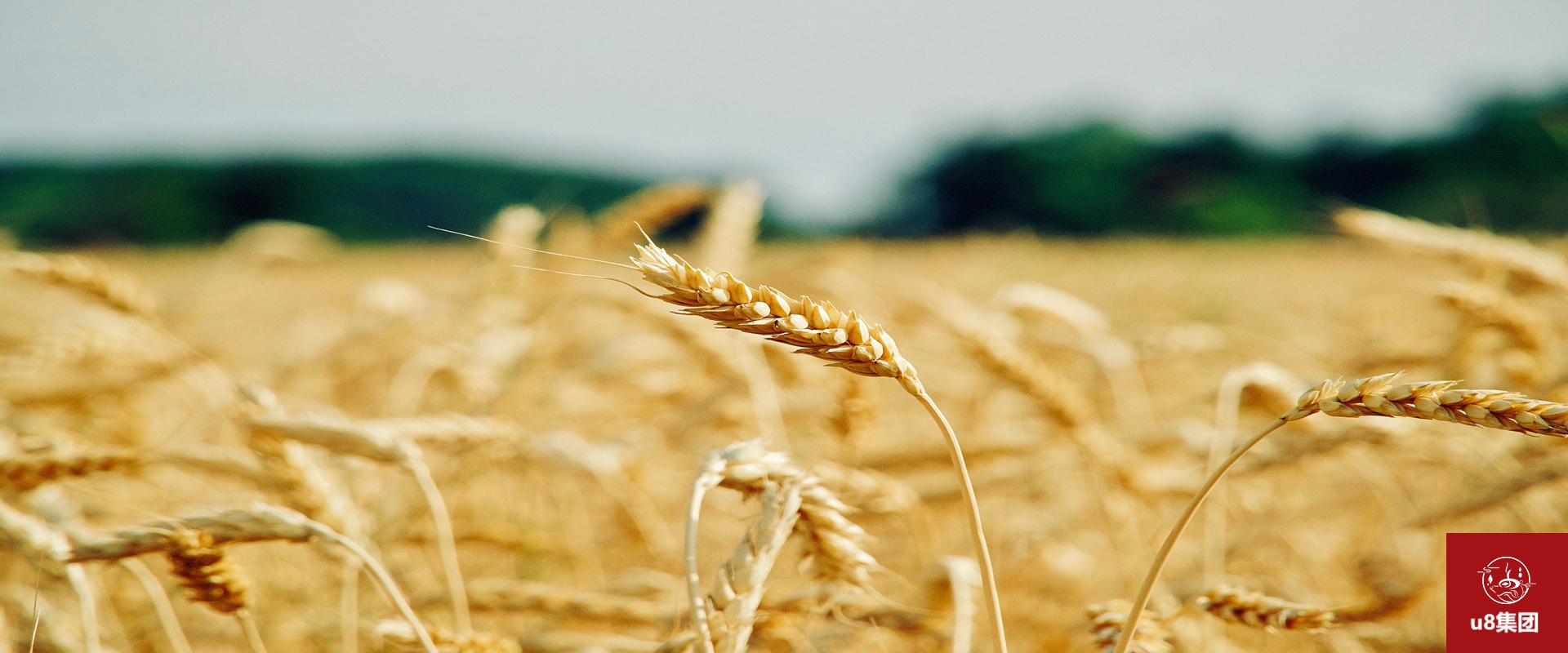 U8国际集团智能水肥一体化系统示范基地