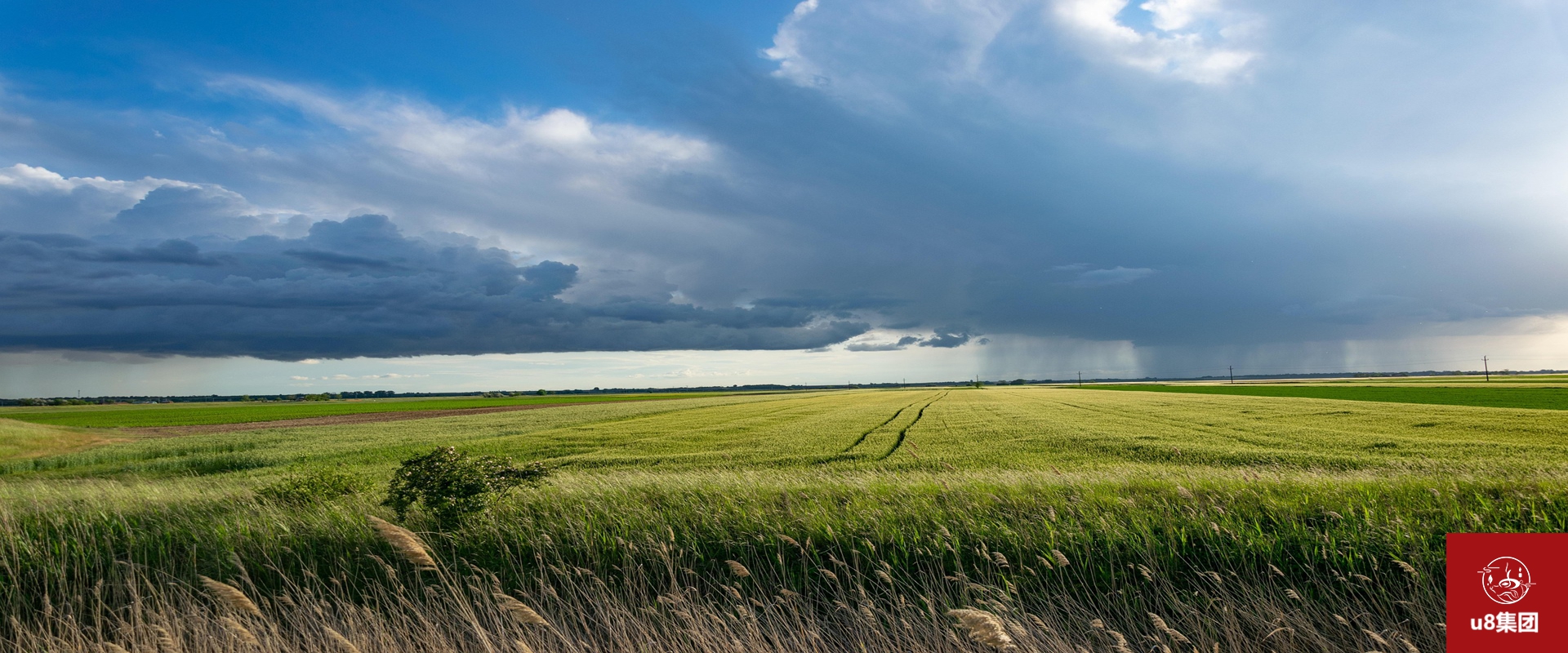 U8国际集团科技有限公司蓝莓全程营养方案现场应用