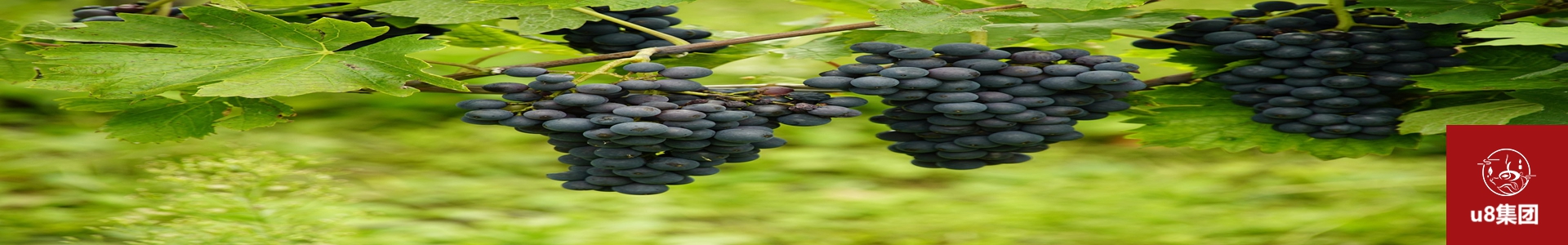 U8国际集团科技有限公司智能水肥一体化系统项目现场