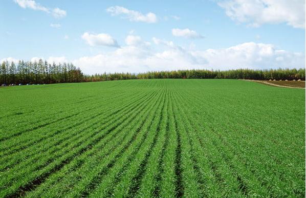 OpenAI收购Promptfoo全面提升AI安全护城河！