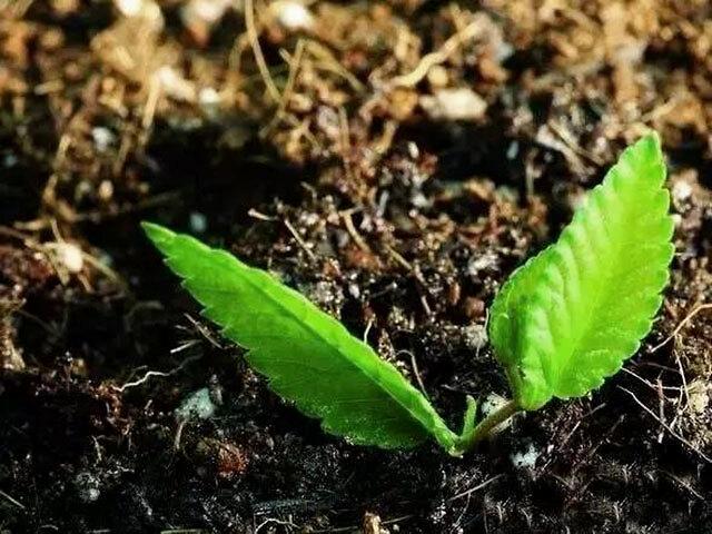 微生物菌肥有哪些种类？有什么作用？(图1)