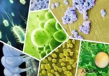 被农业部批准登记的微生物肥料只有这11类(图1)